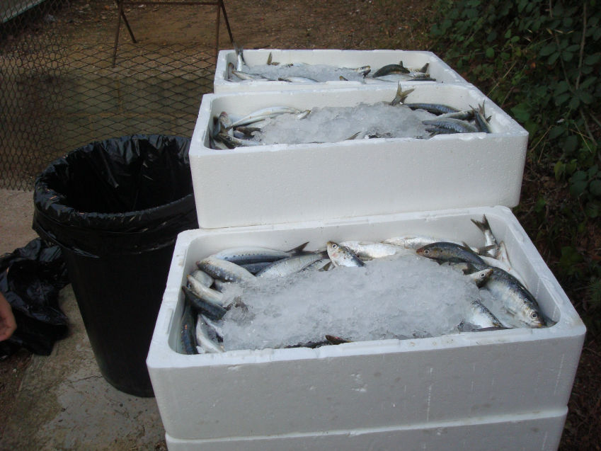 100 kg de sardines, sardinada 2013